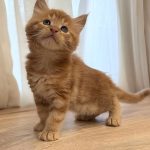 Marvel-male-maine-Coon-cat-puppy-for-sale-1 (4)