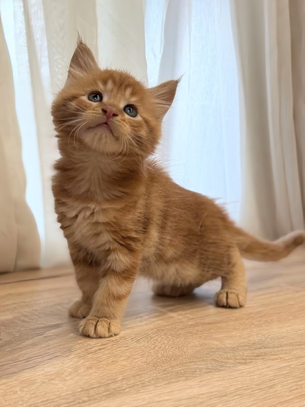 Marvel Maine Coon