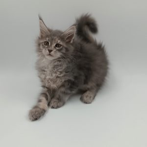 Myra Maine Coon