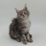 Dema Maine Coon