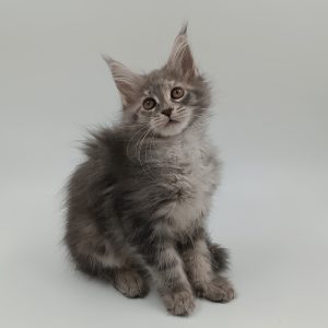 Myra Maine Coon