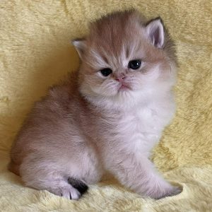 Neala British Longhair