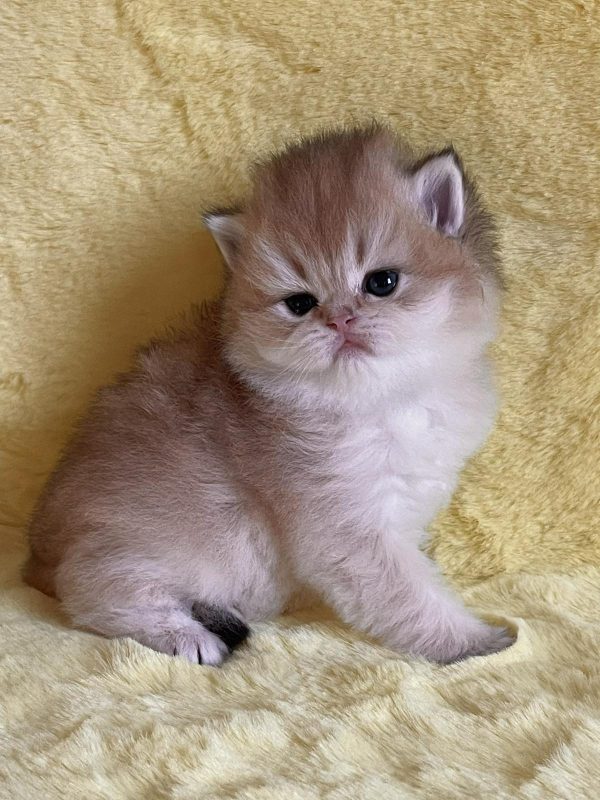 Neala British Longhair
