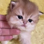Neala-female-maine-Coon-cat-puppy-for-sale-1 (2)