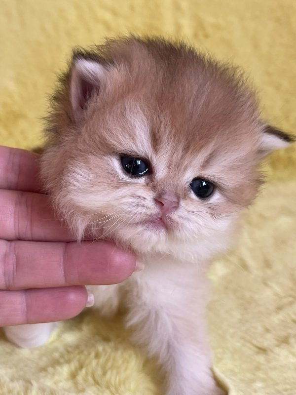 Neala British Longhair