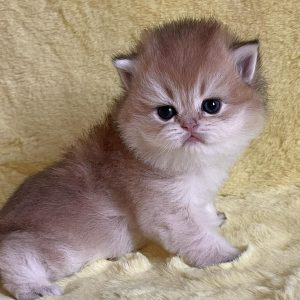 Neala British Longhair
