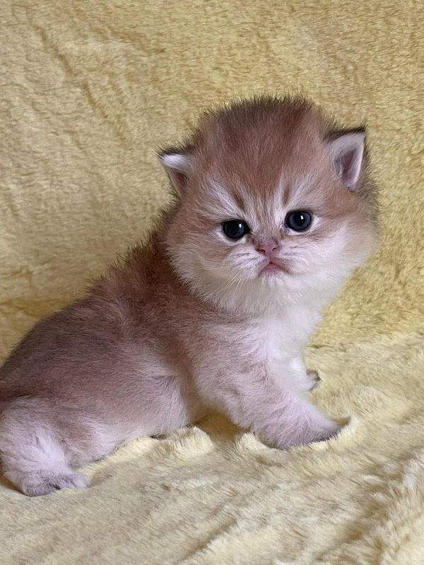 Neala British Longhair