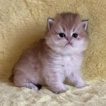 Neala-female-maine-Coon-cat-puppy-for-sale-1 (4)