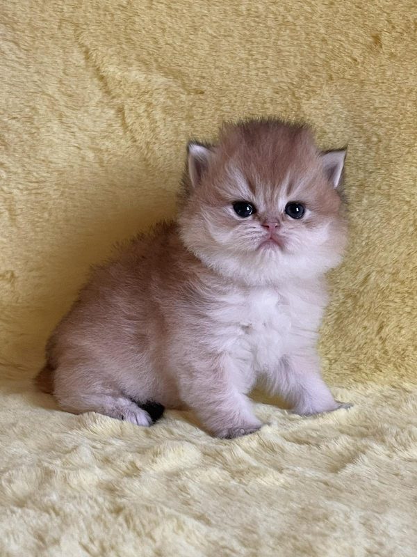Neala British Longhair