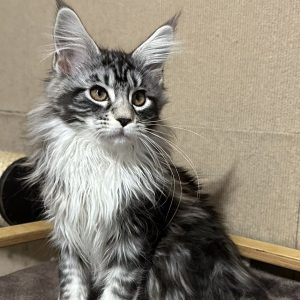 Vaida Maine Coon