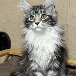 Maria Maine Coon