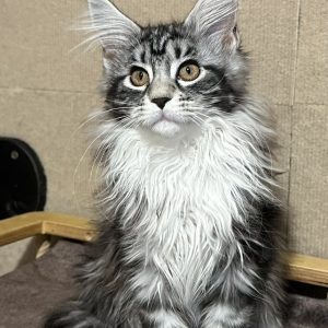 Vaida Maine Coon