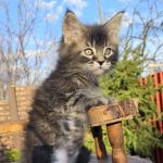 Volt-male-maine-Coon-cat-puppy-for-sale-1 (1)