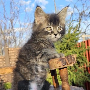Volt Maine Coon
