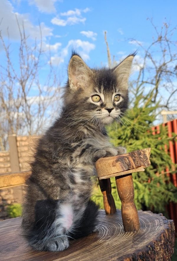Volt Maine Coon