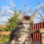 Volt-male-maine-Coon-cat-puppy-for-sale-1 (2)