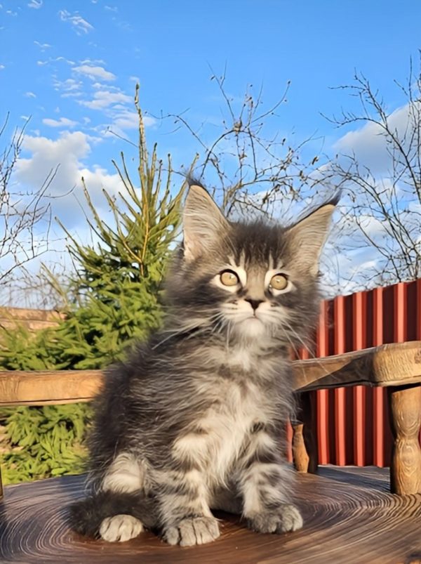 Volt Maine Coon
