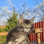 Volt-male-maine-Coon-cat-puppy-for-sale-1 (3)