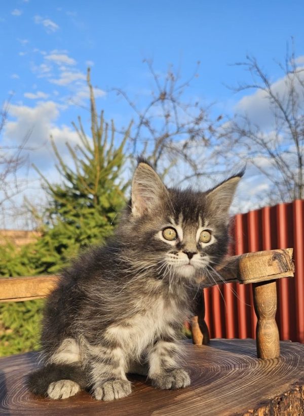 Volt Maine Coon