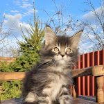 Volt-male-maine-Coon-cat-puppy-for-sale-1 (4)