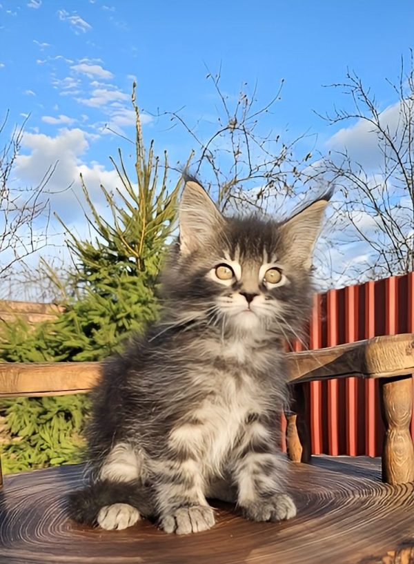 Volt Maine Coon