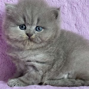 Xena British Longhair