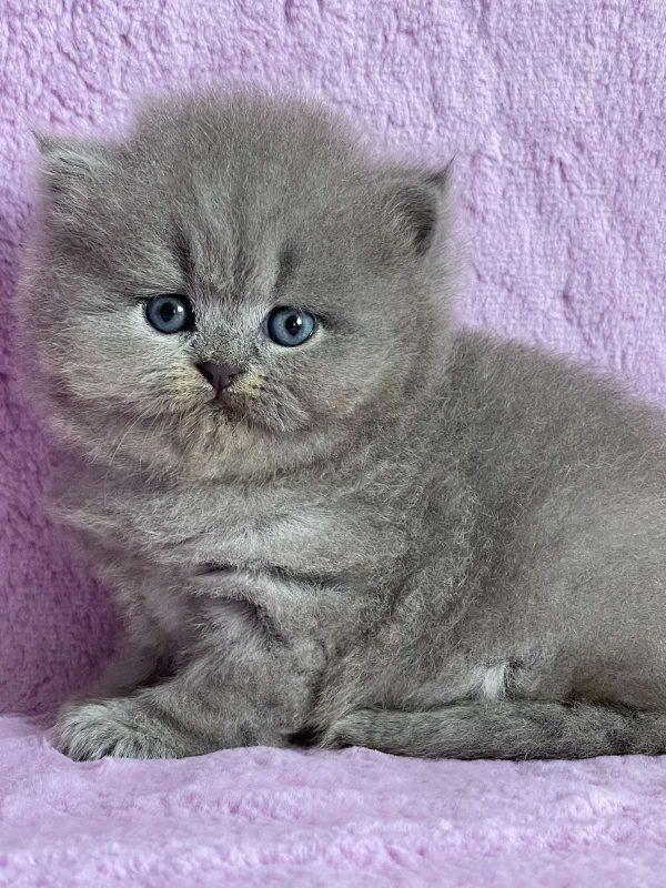 Xena British Longhair