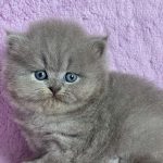 Xena-female-maine-Coon-cat-puppy-for-sale-1 (2)