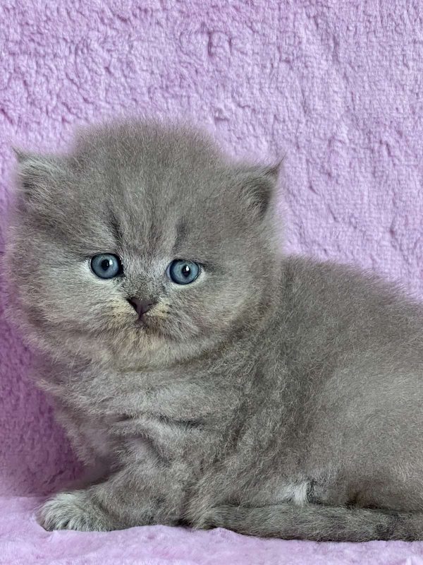 Xena British Longhair