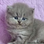 Xena-female-maine-Coon-cat-puppy-for-sale-1 (3)
