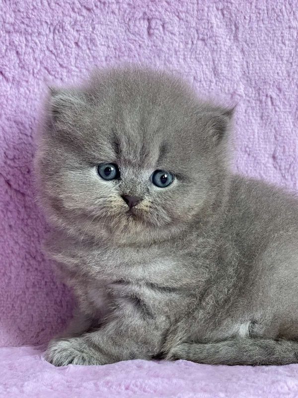 Xena British Longhair
