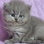 Sapfir British Longhair