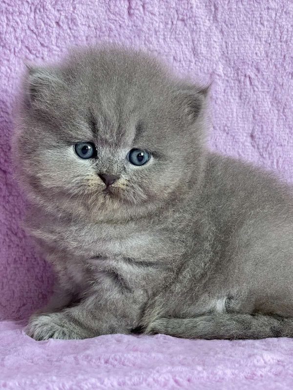 Xena British Longhair