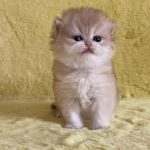 Yamira-female-maine-Coon-cat-puppy-for-sale-1 (1)
