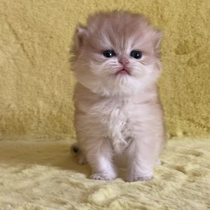 Yamira British Longhair