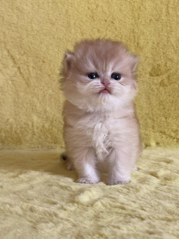 Yamira British Longhair