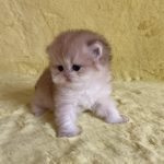 Yamira-female-maine-Coon-cat-puppy-for-sale-1 (2)