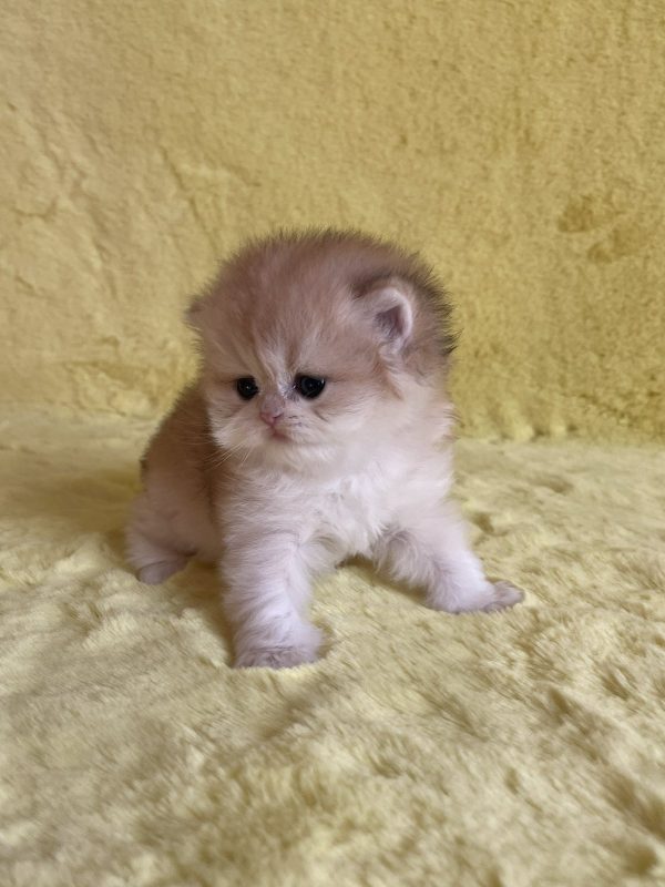 Yamira British Longhair