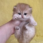 Yamira-female-maine-Coon-cat-puppy-for-sale-1 (3)
