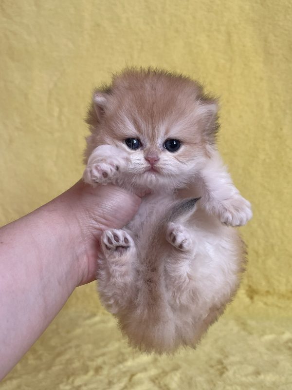 Yamira British Longhair
