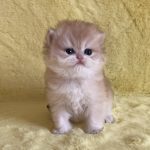 Yamira-female-maine-Coon-cat-puppy-for-sale-1 (4)