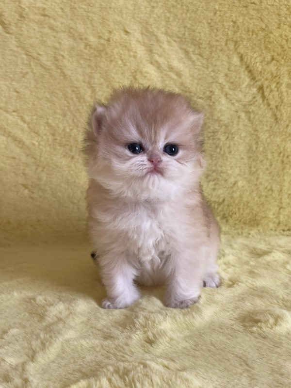 Yamira British Longhair