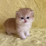 Yamira-female-maine-Coon-cat-puppy-for-sale-1 (5)