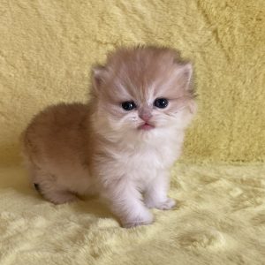 Yamira British Longhair