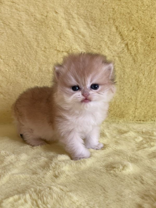 Yamira British Longhair