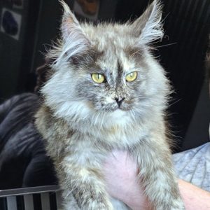 Zara Maine Coon