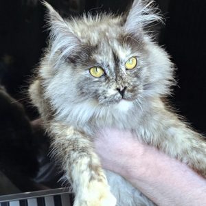 Zara Maine Coon