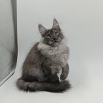 Zhorik-male-maine-Coon-cat-puppy-for-sale-1 (1)