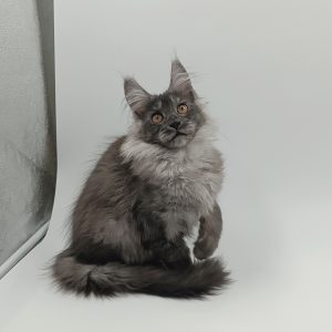 Zhorik Maine Coon