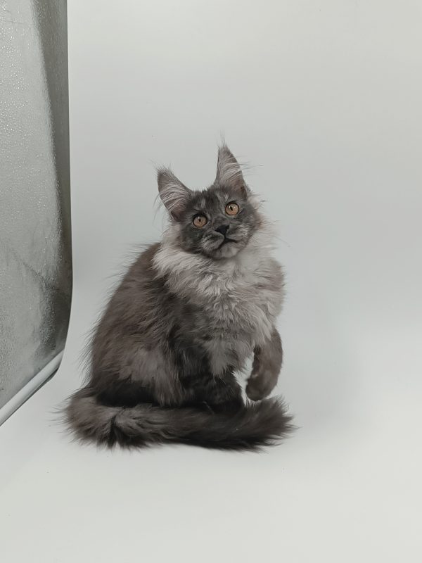Zhorik Maine Coon
